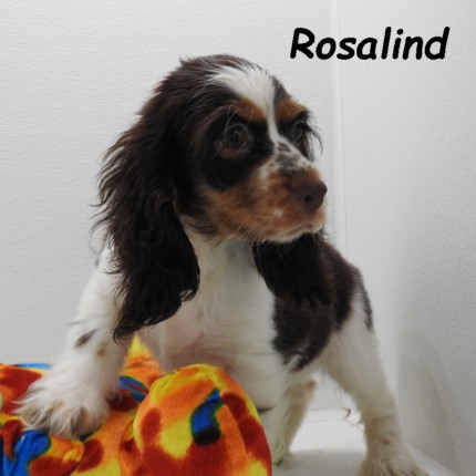 puppy, for, sale, Cocker Spaniel, Joe & Cherri  Overlease, dog, breeder, Miller, MO, dog-breeder, puppy-for-sale, forsale, nearby, find, puppyfind, locator, puppylocator, aca